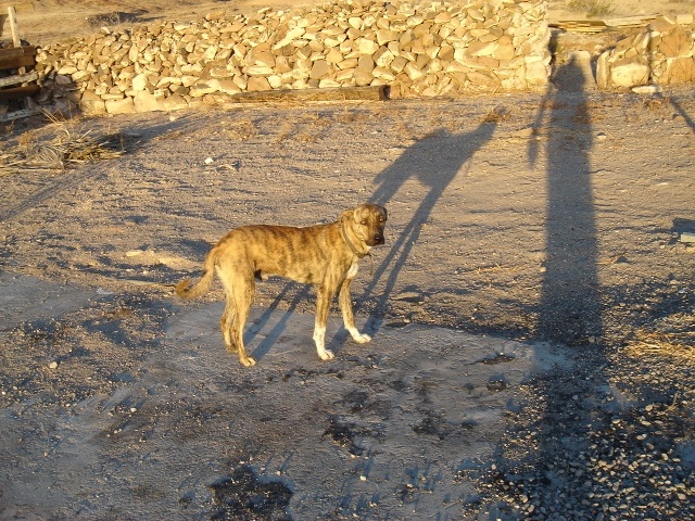 el tigre dos.jpg - 222kB