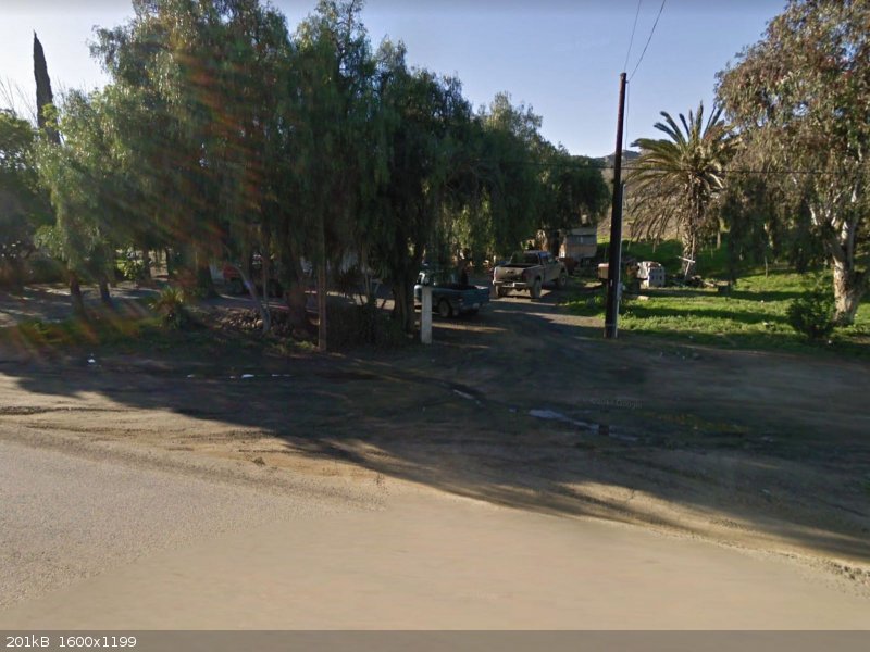 gringo tree.jpg - 201kB