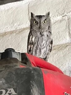 1owl3.jpg - 51kB