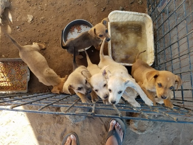 Refugio pups (380x285).jpg - 136kB