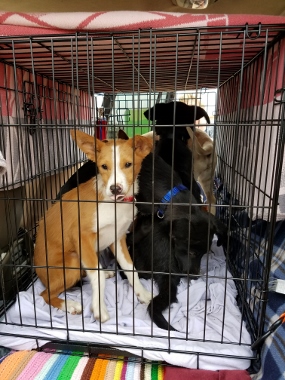Pup transport (285x380).jpg - 148kB