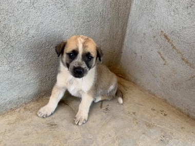 PUP1 (380x285).jpg - 93kB