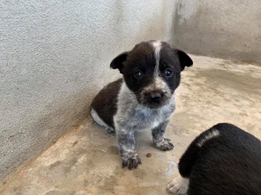 PUP2 (380x285).jpg - 86kB