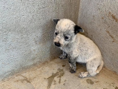 PUP3 (380x285).jpg - 98kB