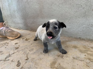 PUP4 (380x285).jpg - 88kB