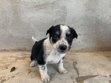 PUP5 (380x285).jpg - 87kB