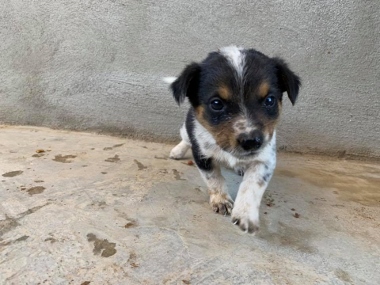 PUP6 (380x285).jpg - 87kB