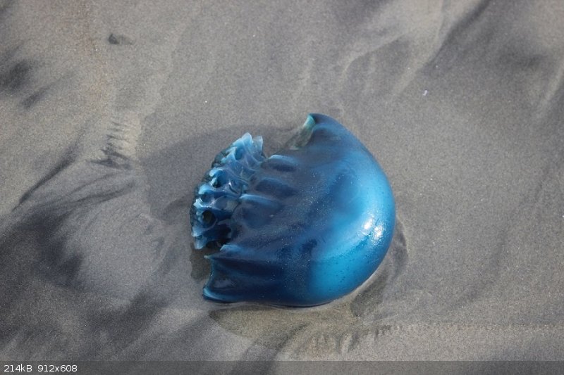 jelly 1.jpg - 214kB