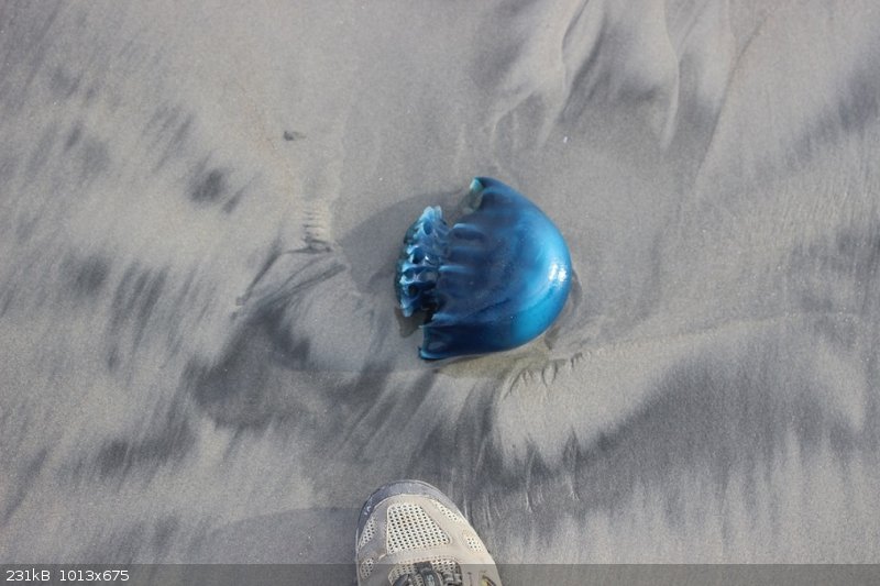 jelly 3.jpg - 231kB
