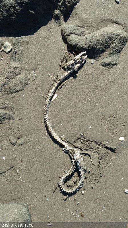 02 eel.jpg - 249kB