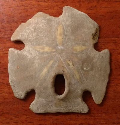 11 starfish_2.jpg - 33kB