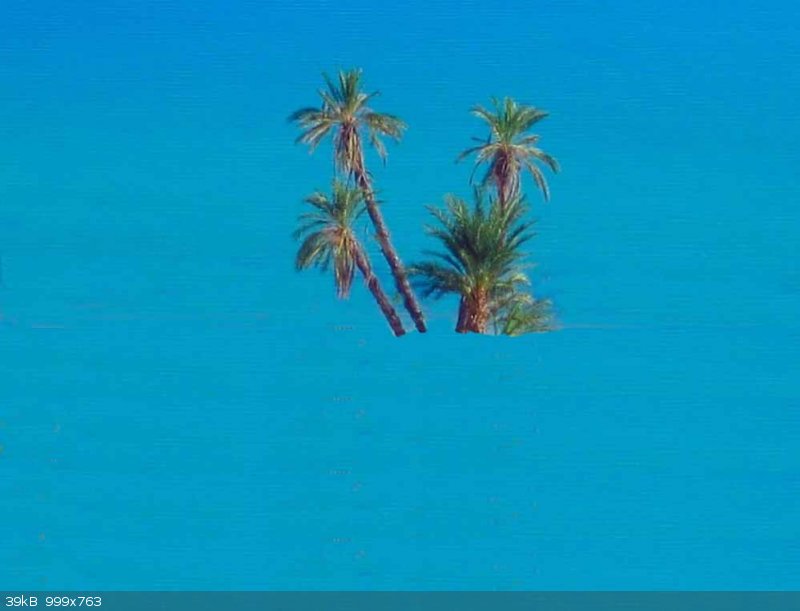 Palms.jpg - 39kB