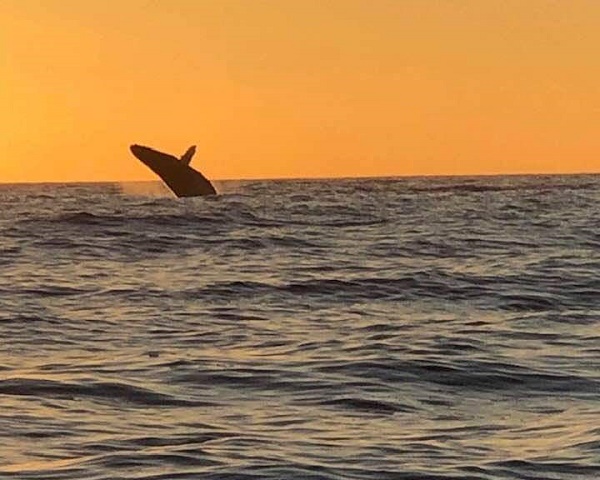 Whale 2019.jpg - 96kB