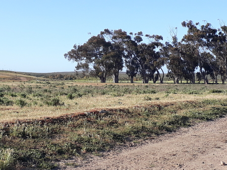 johnson-ranch-eucalyptus-trees2.jpg - 216kB