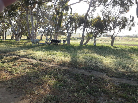 cows1.jpg - 241kB
