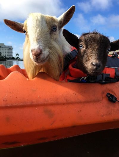 goats31.jpg - 47kB