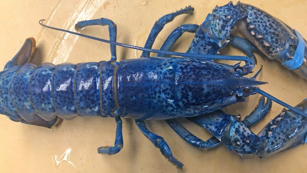 RareBlueLobster61419-625x352.jpg - 46kB