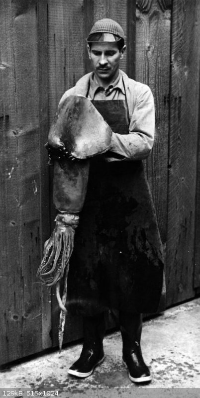 RickettsHumboldt-Squid2-copy-793x1024.jpg - 129kB