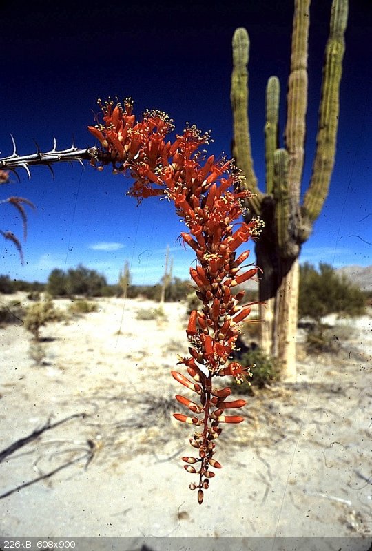 ocotillo800.jpg - 226kB