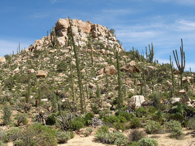 desert  026.jpg - 165kB