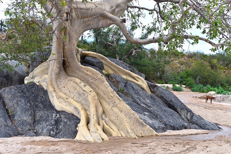 fig tree roots copy.jpg - 216kB