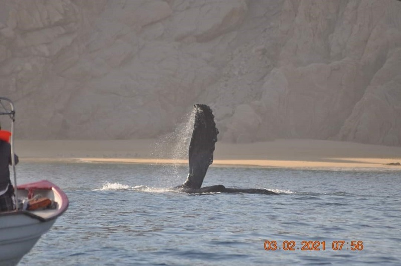 Necho Whale.jpg - 93kB