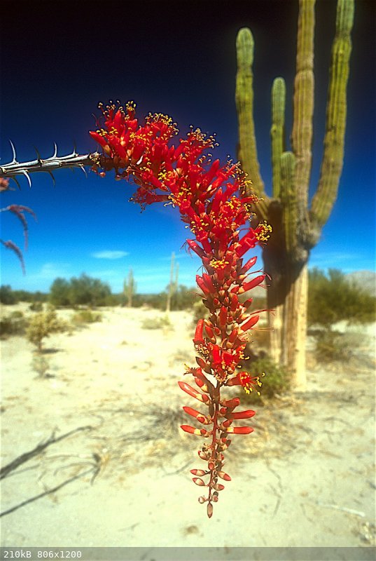 ocotillo copy 2.jpg - 210kB