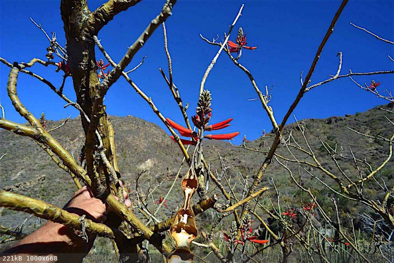 mystery flower tree.jpg - 221kB