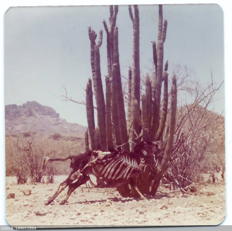 1976 Dead Cow.jpg - 330kB