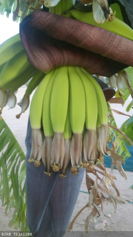 plantano.jpeg - 82kB