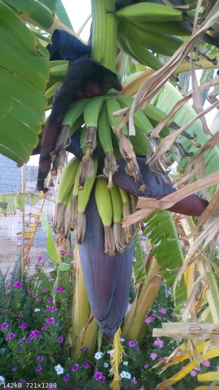 platano2.jpeg - 142kB