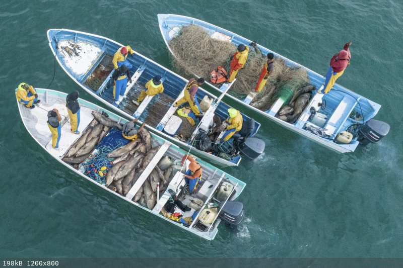 mexico-totoaba-fishermen-1200.jpg - 198kB