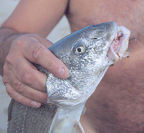 corbina.jpg - 42kB