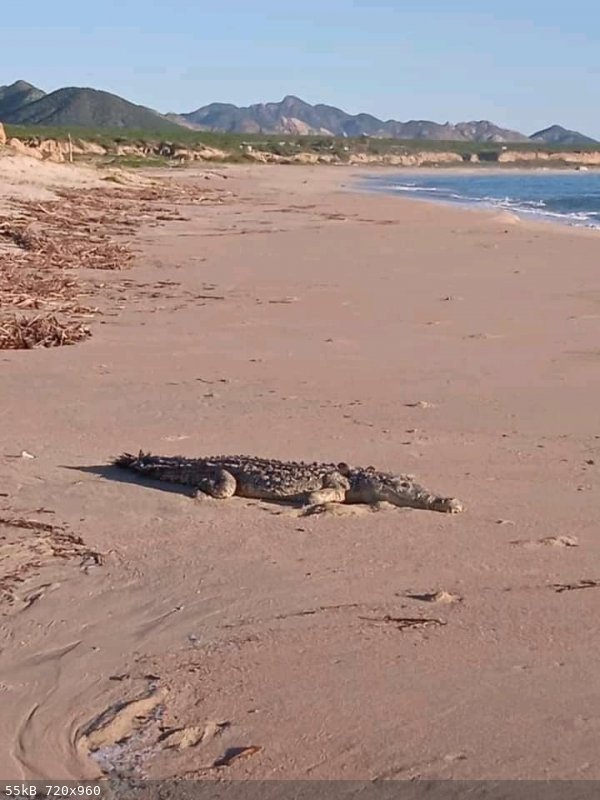 Croc in Cabo-2.jpg - 55kB