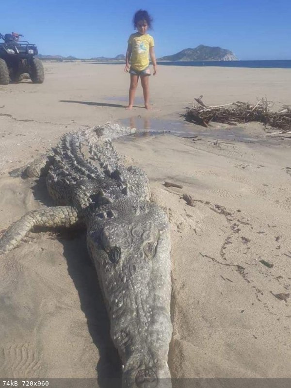 Croc in Cabo-3.jpg - 74kB