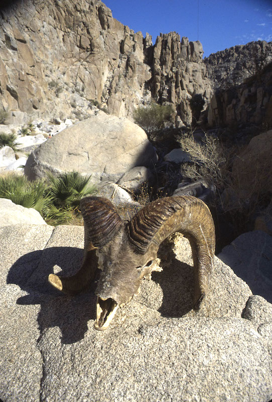 borrego 800.jpg - 185kB