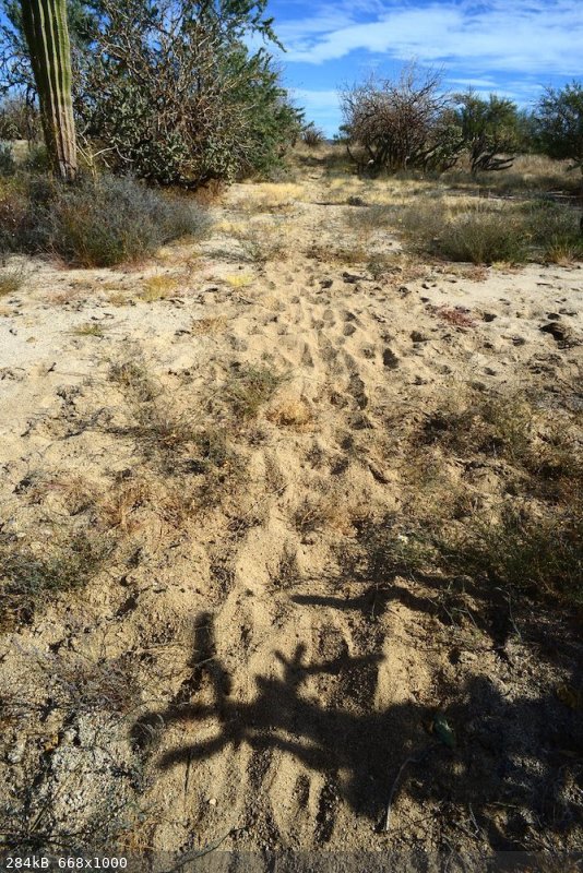 animal track copy.jpg - 284kB
