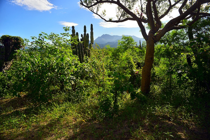 mountain view 800.jpg - 276kB
