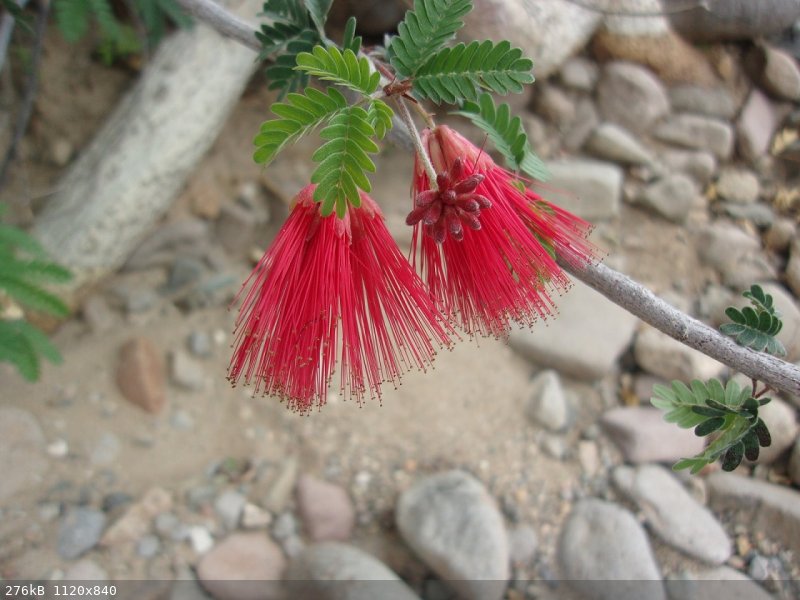 8 1 red flowers.jpg - 276kB