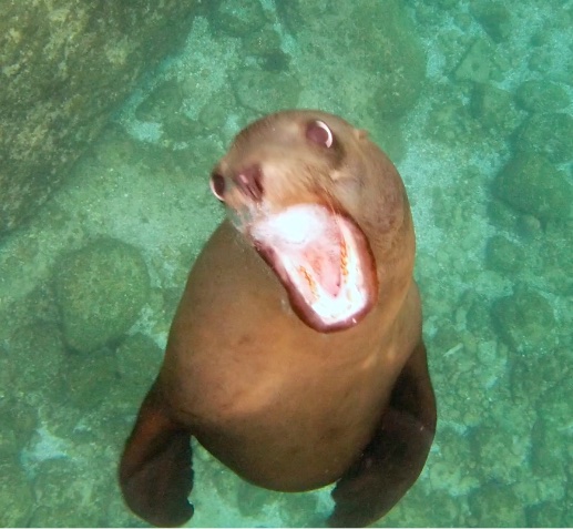 Yelling Sea Lion.jpg - 99kB