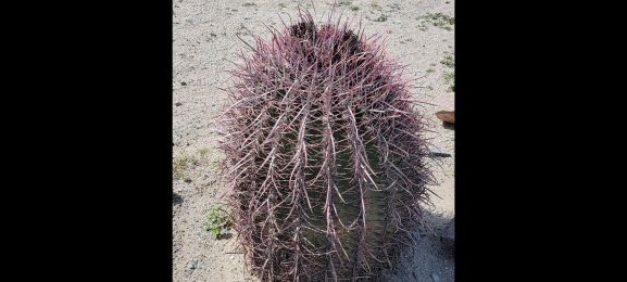 cactus3.jpg - 29kB