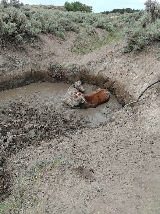 cows in water.jpg - 261kB