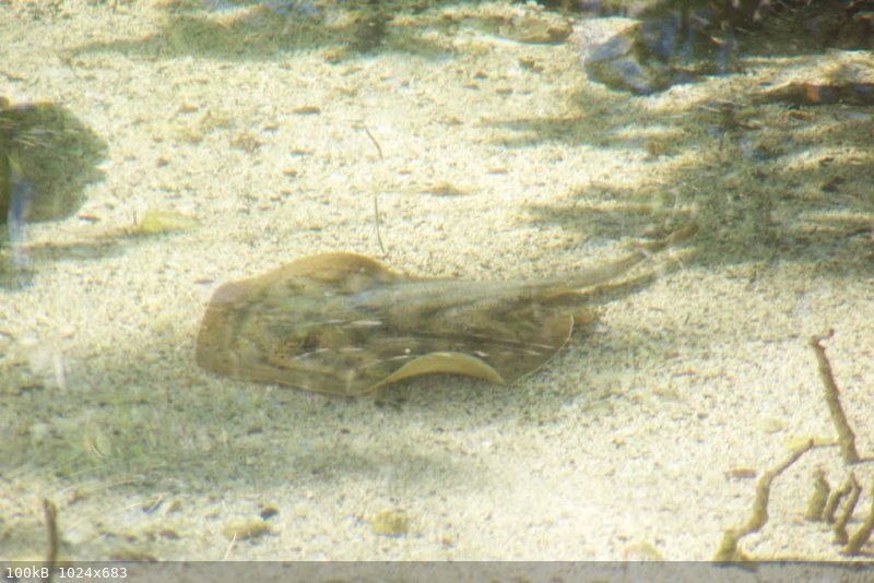 stingray.jpg - 100kB