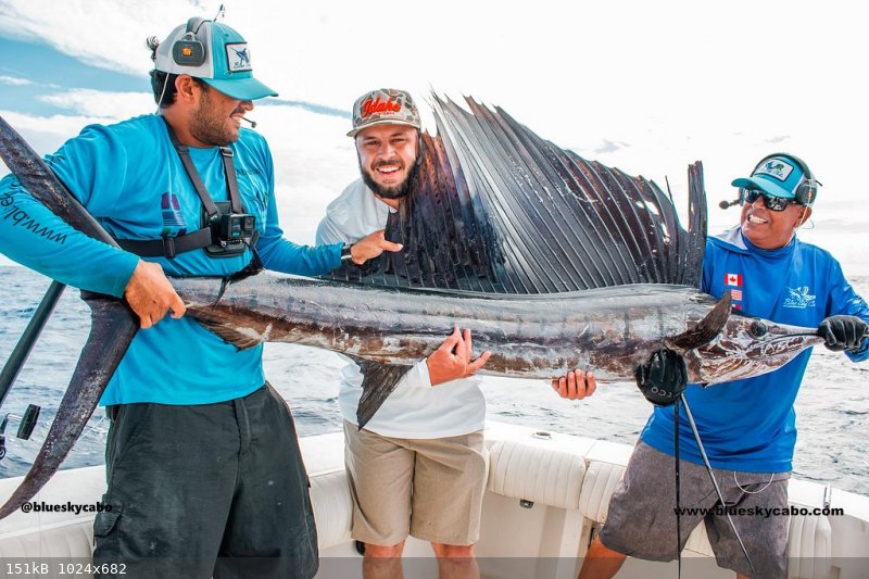 sailfish-cabo-charter.png.jpg - 151kB