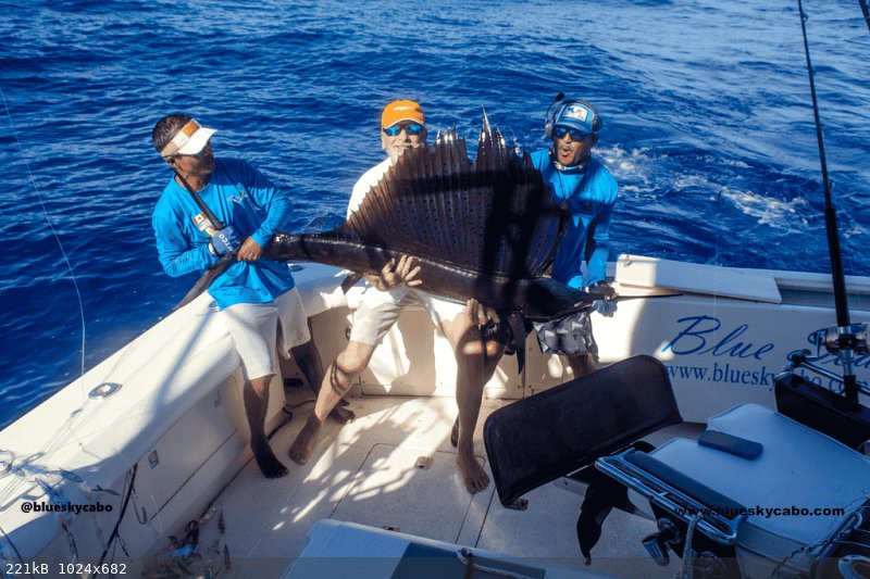 fishing-cabo-cahrter.png - 221kB