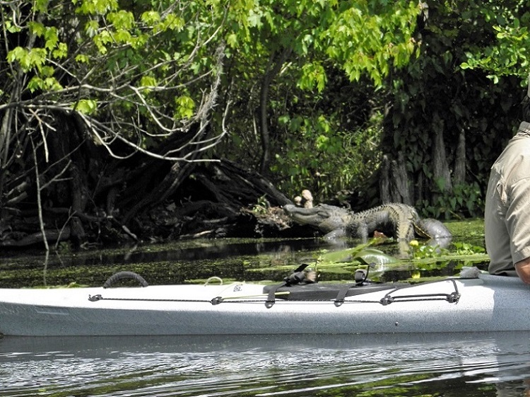 Kayaking Hillsbourgh River, FL.jpg - 241kB