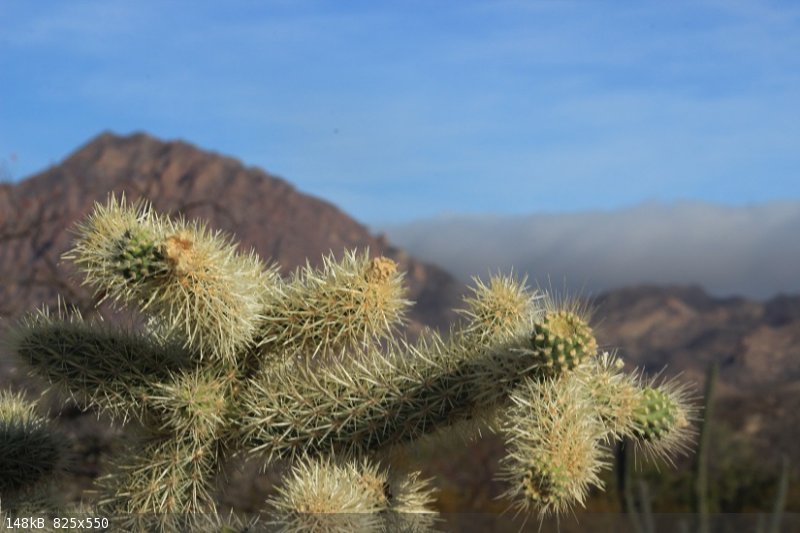 Vizcaino Cactus.JPG - 148kB