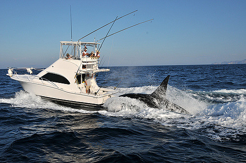 orca Catch 22.jpg - 90kB