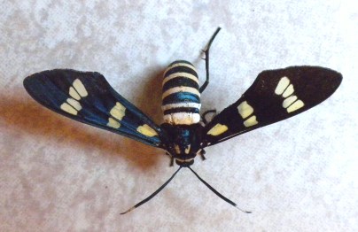 unknown moth.jpg - 41kB