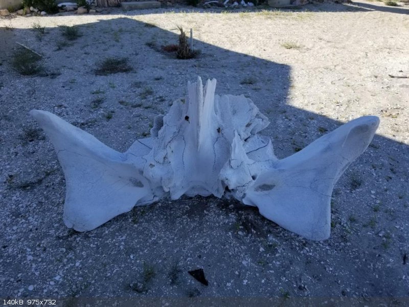 Whale Bone.jpg - 140kB
